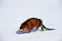 Muskrat (Ondatra zibethicus) walking on snow, Quebec, Canada