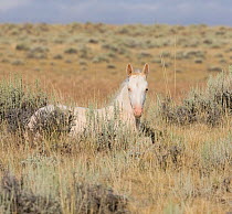 Mustang / wild horse, cremello colt foal Claro lying down, McCullough Peak herd, Wyoming, USA, August 2007