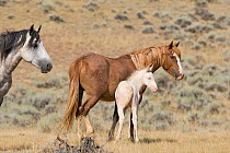 Mustang / wild horses, cremello colt foal Claro with mare, McCullough Peak herd, Wyoming, USA, August 2007
