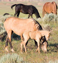 Mustang / wild horses, cremello colt foal Cremesso with grazing mare, McCullough Peak herd, Wyoming, USA, June 2007
