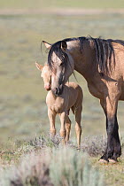Mustang / wild horses, cremello colt foal Cremesso with mother, McCullough Peak herd, Wyoming, USA, June 2007