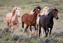 Mustang / wild horses, two second year cremello colts Cremesso and Claro running with two bay colts (Cremosso and Claro, later to be adopted), McCullough Peak herd, Wyoming, USA, June 2009