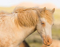 Mustang / wild horse, yearling cremello colt, Claro later adopted, McCullough Peak herd, Wyoming, USA, June 2008