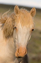 Mustang / wild horse, yearling cremello colt, Claro, later adopted, McCullough Peak herd, Wyoming, USA, June 2008