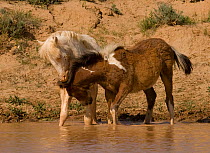 Mustang / wild horses, yearling cremello colt playing with bay in water, McCullough Peak herd, Wyoming, USA, June 2008