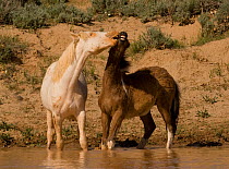 Mustang / wild horses, yearling cremello colt playing with bay at water, McCullough Peak herd, Wyoming, USA, June 2008