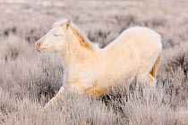 Mustang / wild horse, yearling cremello colt Claro in thick winter coat, stretching, McCullough Peak herd, Wyoming, USA, February 2008