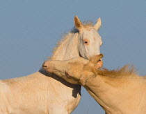 Mustang / wild horse, two cremello colt foals Cremesso and Claro playing, McCullough Peak herd, Wyoming, USA, August 2007