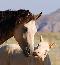Mustang / wild horse, cremello colt foal Cremesso interacting with yearling filly, McCullough Peak herd, Wyoming, USA, August 2007