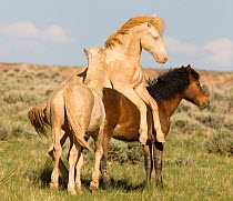 Mustang / wild horses, two yearling cremello colts Claro and Cremesso playing with a bay, McCullough Peak herd, Wyoming, USA, June 2008