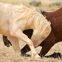Mustang / wild horses, second year cremello colt Claro play fighting with bay, McCullough Peak herd, Wyoming, USA, July 2009