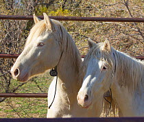 Two third year male cremello Wild horse / mustang colts Cremello and Claro that had been rounded up from a McCullough Peak herd, Wyoming, and put up for adoption, waiting to be transported to new home...