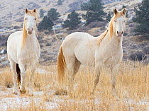 Claro and Cremesso,  third year male cremello Wild horse / mustang colts that had been rounded up from the McCullough Peak herd, Wyoming, and put up for adoption, on their new ranch in Colorado , USA,...