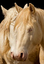 Claro and Cremesso, two third year male cremello Wild horse / mustang colts that had been rounded up from the McCullough Peak herd, Wyoming, and put up for adoption, on their new ranch in Colorado, US...
