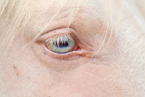 Close up of eye of male cremello Wild horse / mustang colt, Cremesso, that had been rounded up from the McCullough Peak herd, Wyoming, and put up for adoption, Colorado, USA, August 2011