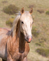 Male palomino second year Wild horse / mustang colt, Mica, that had been rounded up from the Adobe Town herd, Wyoming, and put up for adoption, Colorado, USA, May 2011