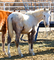 Male second year palomino Wild horse / mustang colt, Mica, that had been rounded up from the Adobe Town herd, Wyoming, and put up for adoption, Colorado, USA, January 2011