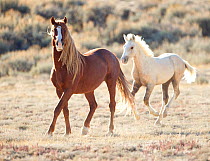 Palomino Wild horse / mustang colt Mica running wild with mare in the Adobe Town herd, Wyoming, USA, October 2010