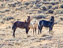 Palomino Wild horse / mustang colt, Mica,  with two older colts in the Adobe Town herd, Wyoming, USA, October 2010
