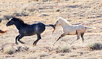 Palomino Wild horse / mustang colt, Mica, running wild with another colt in the Adobe Town herd, Wyoming, USA, October 2010
