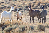 Palomino Wild horse / mustang colt, Mica, with other horses in the Adobe Town herd, Wyoming, USA, October 2010