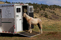 Palomino Wild horse / mustang colt Mica adopted from the Adobe Town herd, Wyoming, learning to enter a trailer, Colorado, USA, May 2011