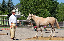 Palomino Wild horse / mustang colt Mica adopted from the Adobe Town herd, Wyoming, Rich Scott teaching him to walk over various obstacles, Colorado, USA, July 2011 Model released