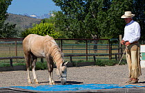 Palomino Wild horse / mustang colt Mica adopted from the Adobe Town herd, Wyoming. Rich Scott teaching him to walk over various obstacles, Colorado, USA, July 2011 Model released