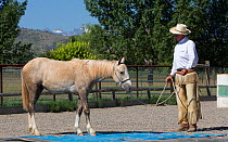 Palomino Wild horse / mustang colt Mica adopted from the Adobe Town herd. Wyoming, Rich Scott teaching him to walk over various obstacles, Colorado, USA, July 2011 Model released