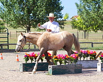Palomino Wild horse / mustang colt Mica adopted from the Adobe Town herd, Wyoming. Rich Scott teaching him to walk over and through various obstacles, Colorado, USA, July 2011 Model released