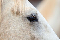 Close up of eye of palomino Wild horse / mustang colt Mica adopted from the Adobe Town herd,  Colorado, USA, August 2011