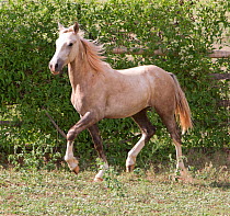 Palomino Wild horse / mustang colt Mica adopted from the Adobe Town herd, Wyoming, trotting at the ranch in Colorado, USA, July 2011