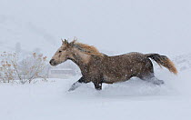 Palomino Wild horse / mustang colt Mica, adopted from the Adobe Town herd, Wyoming, running through deep snow, Colorado, USA, December 2011