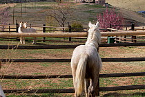 Palomino Wild horse / mustang colt Mica, adopted from the Adobe Town herd, Wyoming, watching the two other adopted cremello colts Cremesso and Claro at the ranch, Colorado, USA, May 2011