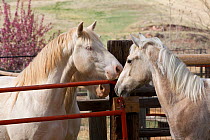 Palomino Wild horse / mustang colt Mica adopted from the Adobe Town herd, Wyoming, meeting the two other adopted cremello colts Cremesso and Claro at the ranch, Colorado, USA, May 2011