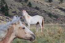 Palomino Wild horse / mustang colt Mica, adopted from the Adobe Town herd, Wyoming, running in pasture with adopted cremello colt, Cremesso or Claro, at the ranch, Colorado, USA, May 2011