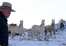 Rich Scott with the three Wild horse / mustang colts Cremesso, Claro and Mica adopted by Carol Walker from the McCullough Peak and Adobe Town herds, Wyoming,  at the ranch in winter, Colorado, USA, De...