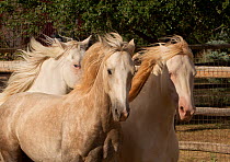 The three Wild horse / mustang colts Mica, Cremesso and Claro, adopted by Carol Walker from the McCullough Peak and Adobe Town herds, Wyoming, (Mica, Cremesso and Claro) running together at the ranch,...