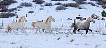 The three Wild horse / mustang colts Cremesso, Mica and Claro, adopted by Carol Walker from the McCullough Peak and Adobe Town herds, Wyoming,  running through snow at the ranch in winter, Colorado, U...