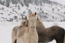 The three Wild horse / mustang colts Cremesso, Mica and Claro, adopted by Carol Walker from the McCullough Peak and Adobe Town herds, Wyoming,  standing together in  snow at the ranch in winter, Color...