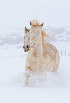 Two Wild horse / mustang colts Mica and Claro adopted from the McCullough Peak and Adobe Town herds, Wyoming, running through snow at the ranch in winter, Colorado, USA, December 2011
