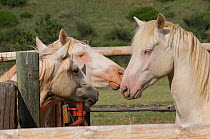 Palomino Wild horse / mustang colt Mica adopted from the Adobe Town herd, Wyoming, greeting the two other adopted cremello colts Cremesso and Claro, at the ranch, Colorado, USA, July 2011