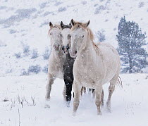 The three Wild horse / mustang colts Cremesso, Mica and Claro, adopted by Carol Walker from the McCullough Peak and Adobe Town herds, Wyoming,  running through snow at the ranch in winter, Colorado, U...