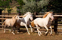 The three Wild horse / mustang colts Mica, Claro and Cremesso adopted from the McCullough Peak and Adobe Town herds, Wyoming,  running together at the ranch, Colorado, USA, August 2011