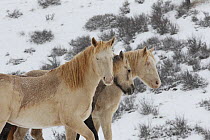 The three Wild horse / mustang colts Mica, Claro and Cremesso adopted from the McCullough Peak and Adobe Town herds, Wyoming,  in snow Colorado, USA, December 2011
