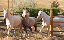The three Wild horse / mustang colts Mica, Claro and Cremesso adopted from the McCullough Peak and Adobe Town herds, Wyoming,  running together at the ranch, Colorado, USA, August 2011