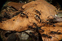 Army ant (Eciton sp.) carrying larvae during migration to a new nest site, South America