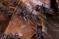 Army ants (Eciton sp.) carrying prey back to the nest, South America