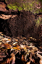 Army ants (Eciton sp) forming a bivouac, a tempory nest formed from the ants bodies, South America
