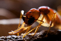 Jumping ant (Harpegnathos saltator) portrait, from South-East Asia